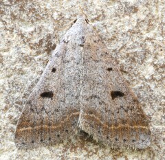 Bleptina caradrinalis