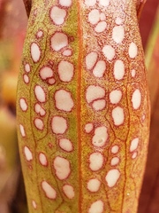 Sarracenia minor