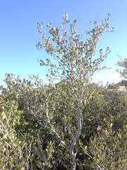 Cercocarpus betuloides betuloides