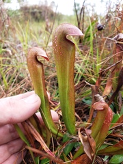Sarracenia minor