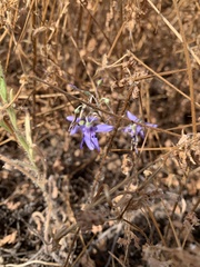 Conanthera trimaculata
