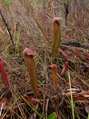 Sarracenia minor