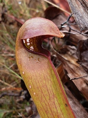 Sarracenia minor