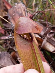 Sarracenia minor