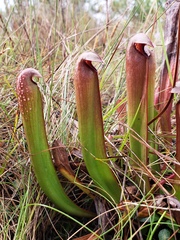 Sarracenia minor