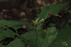 Montanoa