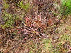 Sarracenia minor