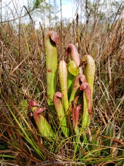 Sarracenia minor