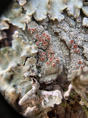 Haematomma accolens