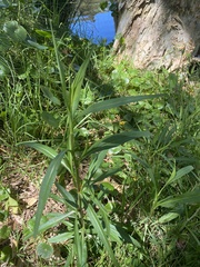 Xerochrysum bracteatum