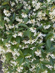 Trachelospermum