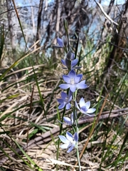 Thelymitra aristata