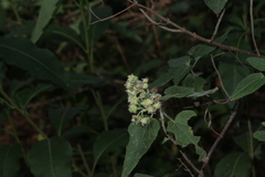 Montanoa