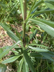 Xerochrysum bracteatum