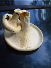 Lactarius maculatipes