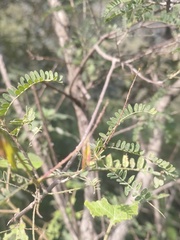 Eysenhardtia polystachya