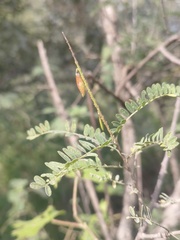 Eysenhardtia polystachya