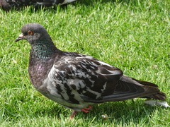 Columba livia domestica