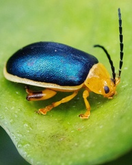 Cacoscelis marginata