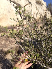 Cercocarpus betuloides betuloides