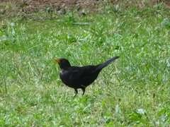 Turdus merula