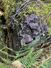 Nectriopsis violacea