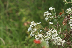 Stevia