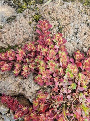 Euphorbia indivisa