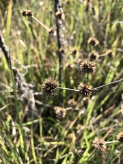 Juncus megacephalus