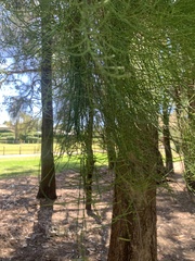Casuarina glauca