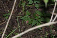 Lopezia racemosa