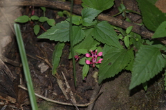 Lopezia racemosa