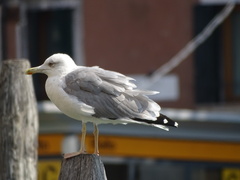 Larus michahellis