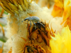 Himatolabus