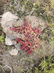 Euphorbia indivisa