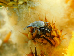 Himatolabus