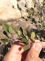 Cercocarpus betuloides betuloides