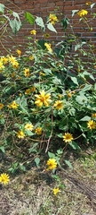 Tithonia