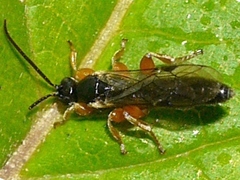 Metopiinae