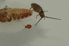 Sminthurinus aureus