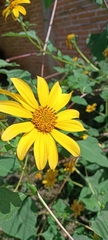 Tithonia