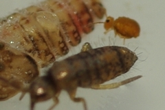 Sminthurinus aureus