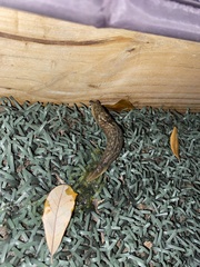 Limacus