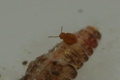 Sminthurinus aureus