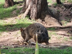 Thylogale billardierii