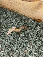 Limacus