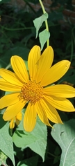 Tithonia