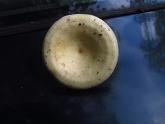 Lactarius maculatipes