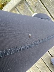 Aedes camptorhynchus