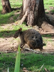 Thylogale billardierii